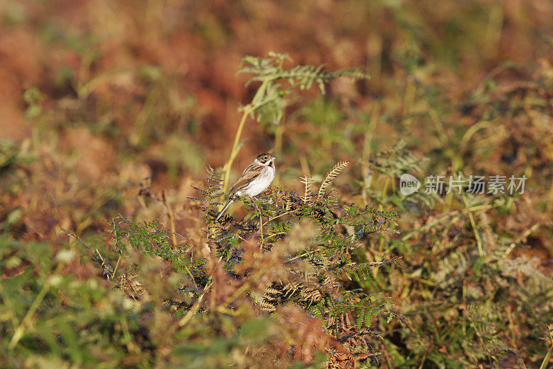 芦苇bunting Emberiza schoeniclus栖息在湿地芦苇附近